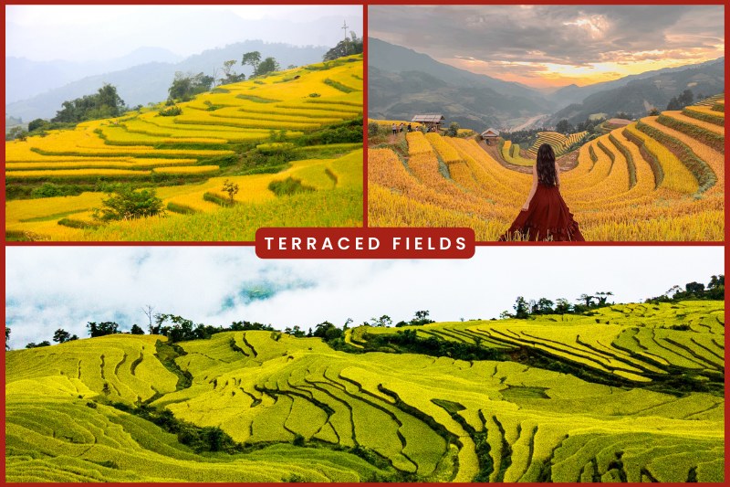 Terraced fields in Vietnam